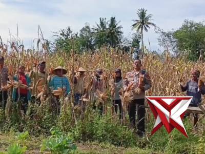 KAPOLSEK BMT IPTU SWISSPO,SH.MH MELAKSANAKAN PANEN JAGUNG KUARTAL 1 TAHUN 2026