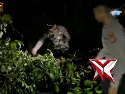 HIMBAUAN ADANYA POHON TUMBANG