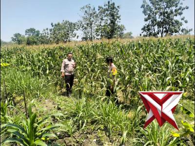 Polres Sragen Kawal Jagung dari Desa, Panen Swasembada Pangan Mulai Dipastikan dari 5 Kecamatan