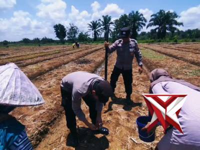 Polsek stl ulu terawas