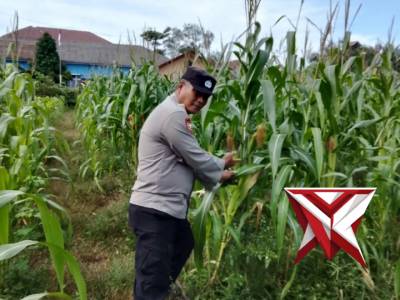 Ketahanan pangan Polsek Pampangan Oki - PoliceTube