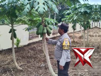 Bhabin Polsek Jejawi cek ketahanan pangan kebun pepaya milik warga Desa Jejawi, Jejawi, OKI