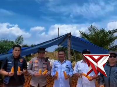 Ketahanan Pangan Jagung?