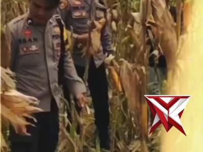 Anggota Polsek Pasemah Air Keruh (Paiker) menghadiri kegiatan panen jagung