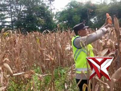 Kapolsek Tugumulyo dan bhabinkamtibmas laksanakan giat panen jagung