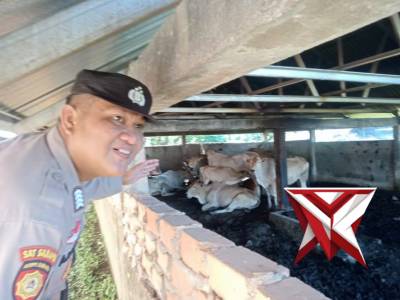 Bhabin Polsek Jejawi sambang dan cek ketahanan pangan Ternak Sapi di Desa Lingkis, Jejawi OKI - PoliceTube