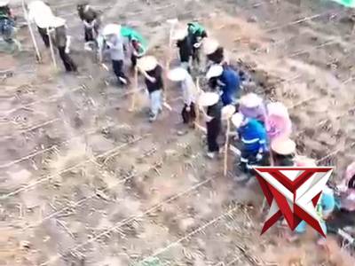 Giat penanaman jagung ? kwartal II Polsek Lais??????