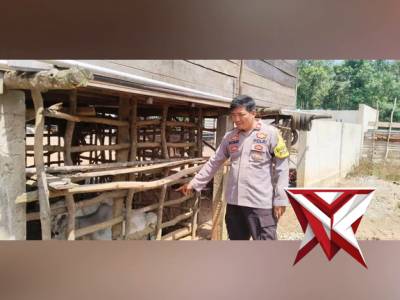 Bhabin Polsek Jejawi cek ketahanan pangan ternak sapi milik warga Desa Lubuk Ketepeng Jejawi, OKI