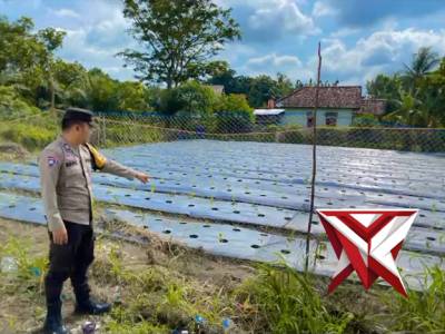 Anggota Polsek Jejawi sambang cek ketahanan pangan kebun cabe milik warga Desa Simpang Empat OKI - PoliceTube