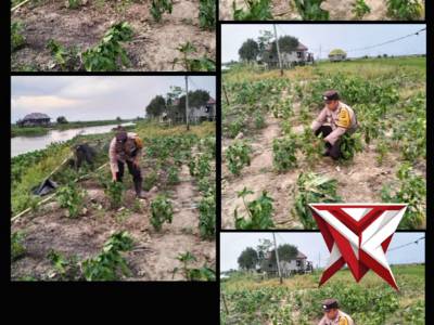 Bhabin Polsek Jejawi sambang cek ketahanan pangan kebun cabe milik warga Desa Danau Ceper OKI