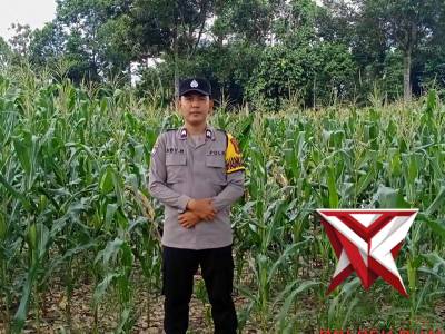 Pengecekan Lahan Ketahan Pangan Berupa Kebun Jagung
