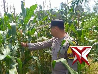 Bhabin pengecekan jagung di desa jaga baya