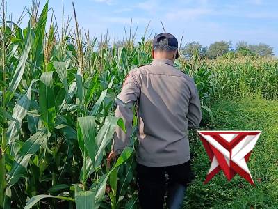 Perkembangan Tanam jagung MT kuartal 1 Polsek Ambal - PoliceTube