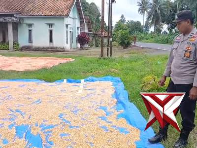 KEGIATAN KAPOLSEK BUAY PEMUKA PELIUNG MENGARAHKAN PETANI JAGUNG MENJUAL HASIL PANEN JAGUNG KE BULOG