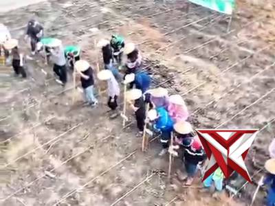 Penanaman Jagung Kwartal 2 Tahun 2026 Polsek Lais