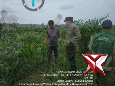 Pengecekan lahan jagung yang dilakukan Polsek Babat Toman bersama UPTD Pertanian 1