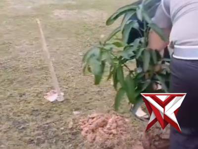 Penanaman pohon mangga di Mapolres oki