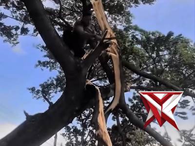 Evakuasi pohon tumbang di jalur arteri pantura indramayu