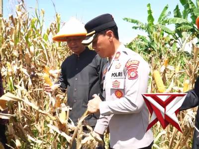 PANEN RAYA JAGUNG SERENTAK KUARTAL IV TAHUN 2025 POLRES BANJAR