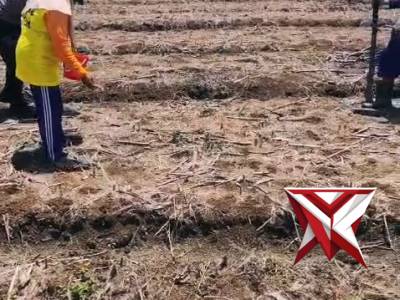 Polsek Stl Ulu Terawas melaksanakan penanaman Jagung