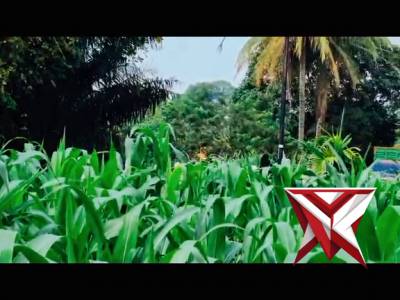 Kanit binmas & Kasium Polsek Jejawi lakukan penyemprotan hama terhadap tanaman jagung di pekarangan