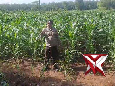 Anggota bhabinkamtibmas memantau perkembangan jagung d wilkum polsek bp peliung