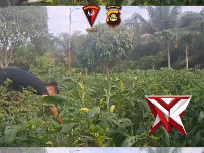 Personel Kompi 2 Batalyon C Pelopor Satbrimob Polda Sumsel Melaksanakan Giat Perawatan Lahan P2L