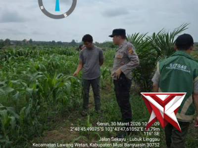 Polsek Babat Toman Beserta UPTD pertanian melakukan pengecekan lahan jagung.06
