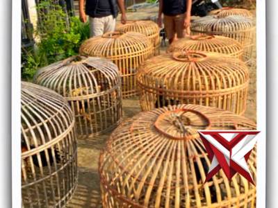 Anggota Polsek Jejawi cek ketahanan Pangan Desa Bubusan OKI ternak ayam kampung - PoliceTube