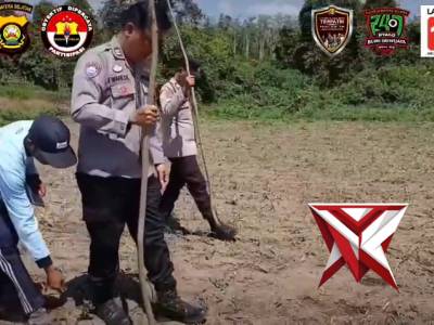 Penanaman Jagung di desa Tanjung Bunut