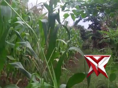 *Bhabinkamtibmas Kelurahan Semarang Sambangi Petani, Pastikan Tanaman Tumbuh Optimal*