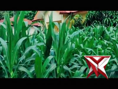 Kanit binmas & Kasium Polsek Jejawi lakukan penyemprotan hama terhadap tanaman jagung di pekarangan - PoliceTube