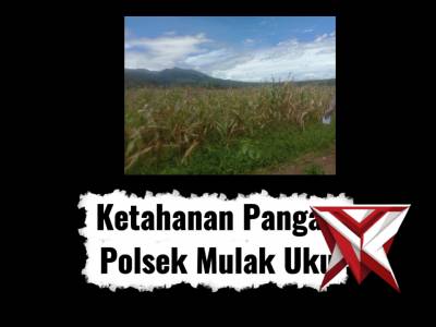 Polsek mulak ulu dampinhi panen raya - PoliceTube