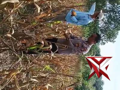 Kapolsek Riau Silip Bersama Personil Polsek Riau Silip Panen Jagung