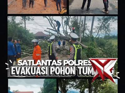 Sat lantas polres oki evakuasi pohon tumbang