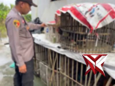 Anggota Polsek Jejawi cek ketahanan Pangan  milik warga Ds.Tanjung Ali ternak ayam kampung