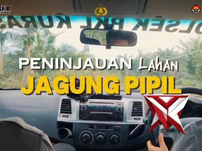 Peninjauan Lahan Jagung Pipil Polsek Pangkalan Kuras - PoliceTube