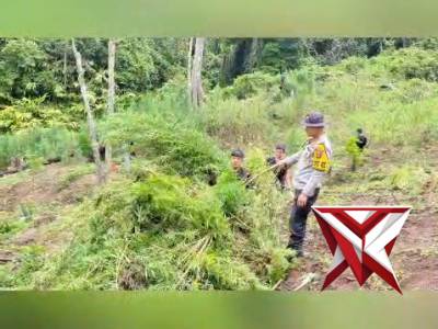 Dit resnarkoba polda sumsel sukses membongkar ladang ganja seluas 20 hektar - PoliceTube