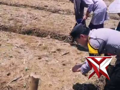Personil PolsStl Ulu Terawas bersama warga masyarakat menanam benig jagung di lahan milik warga.