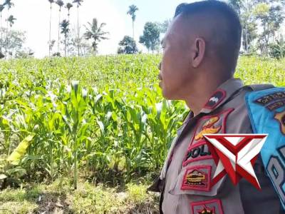 ANGGOTA POLSEK MUARADUA KISAM CEK LAHAN JAGUNG - PoliceTube