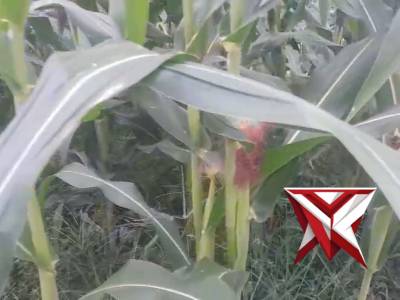 Perawatan kebun jagung