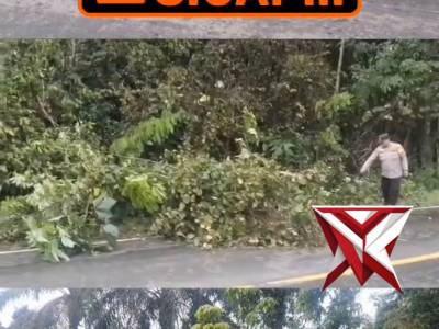 Evakuasi Pohon Tumbang di Desa Dusun Tua