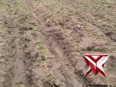 Pengecekan lahan tanaman jagung Polsek Teluk Gelam