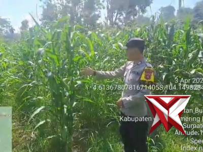 Kegiatan Pengecekan lahan ketahanan pangan berupa kebun jagung - PoliceTube