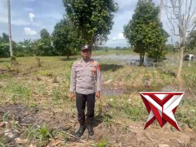 Giat ketahanan pangan pengecekan tanaman jagung di wilkum polsek bp peliung