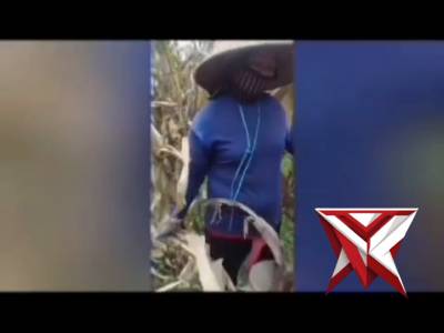 Panen jagung milik sdr HERI SETIAWAN