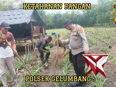 Dalam rangka mendukung program pemerintah di bidang ketahanan pangan nasional Polsek Gelumbang bersa