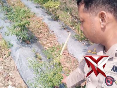 Ketahanan Pangan, Upaya Bersama Wujudkan Kesejahteraan Masyarakat - PoliceTube