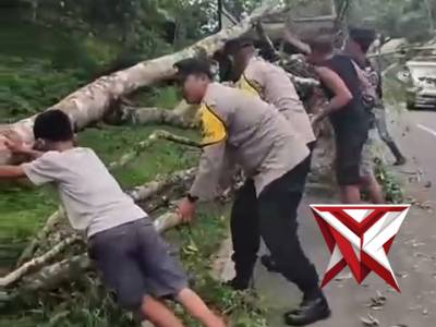 ?Gerak Cepat Polsek Muara Beliti Polres Musi Rawas Evakuasi Pohon Tumbang di Jalinsum