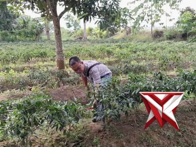 Anggota Polsek Jejawi cek ketahanan pangan kebun cabe milik warga Desa Muara Batun Jejawi, OKI